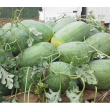 HW04 Desi big oval green F1 hybrid watermelon seeds in vegetable seeds